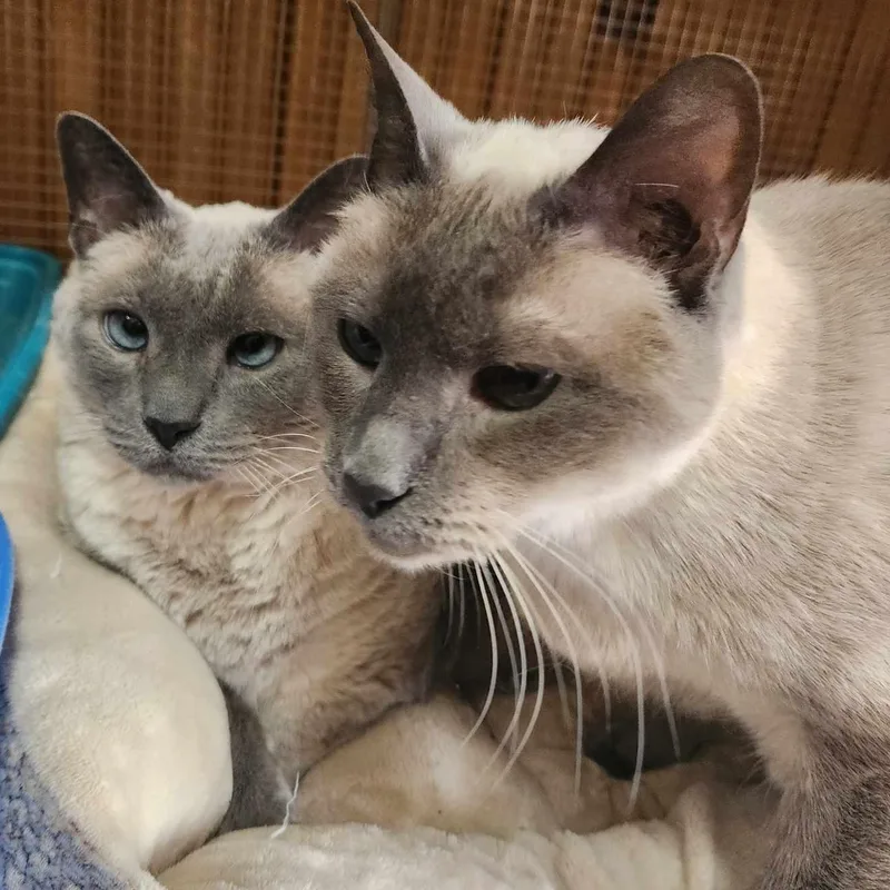 Coco and Lily thumbnail 3