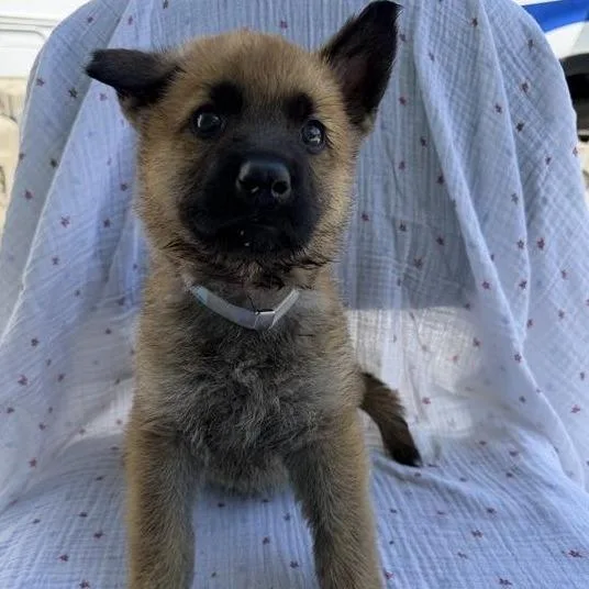 A baby small-sized male Yellow / Tan / Blond / Fawn Shepherd dog named Thursday for adoption in Long Beach, CA