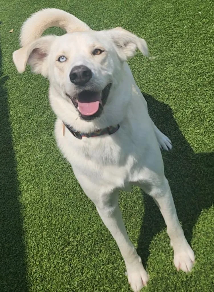 An adult large-sized male Husky dog named Clark for adoption in Frankfort, KY