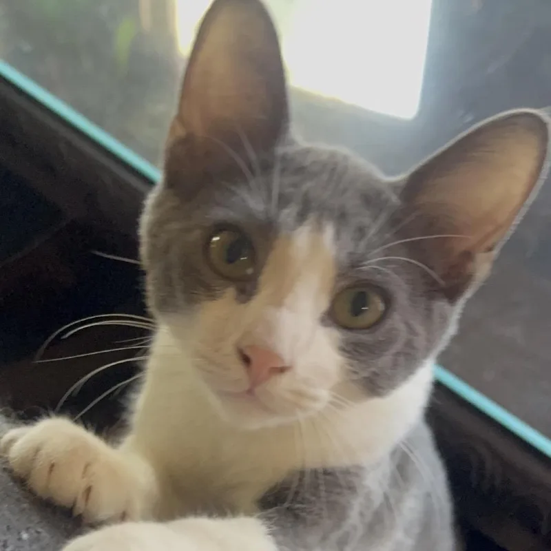 A baby medium-sized male Gray / Blue / Silver Domestic Short Hair cat named Gordo for adoption in Long Beach, CA