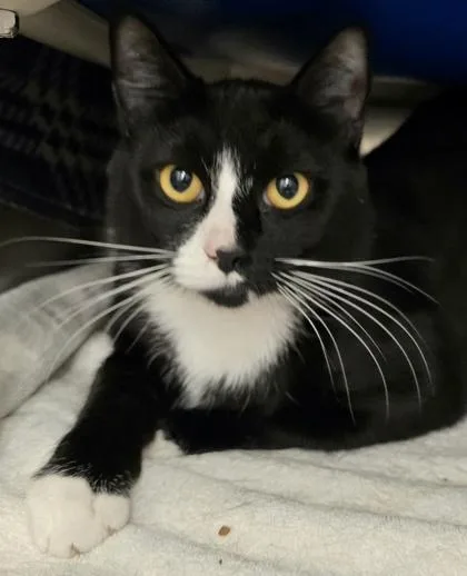 A young medium-sized male Domestic Short Hair cat named Cedar for adoption in Seattle, WA