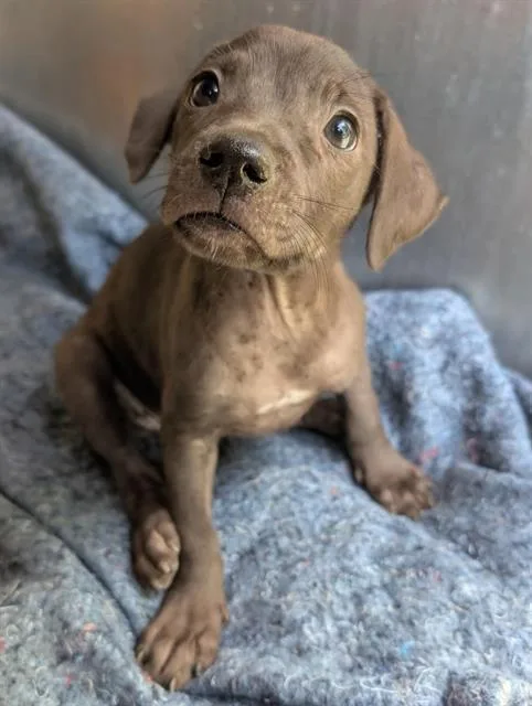 A baby small-sized female Labrador Retriever dog named Shiva for adoption in San Antonio, TX