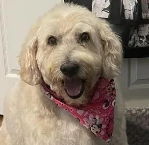 A senior extra large-sized female Poodle dog named Honeybell for adoption in Cumming, GA
