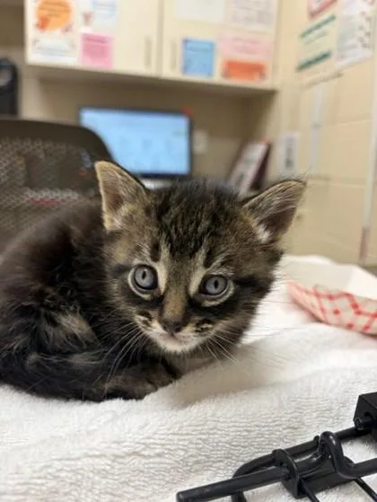 A baby large-sized male Domestic Short Hair cat named Leopold for adoption in Westland, MI