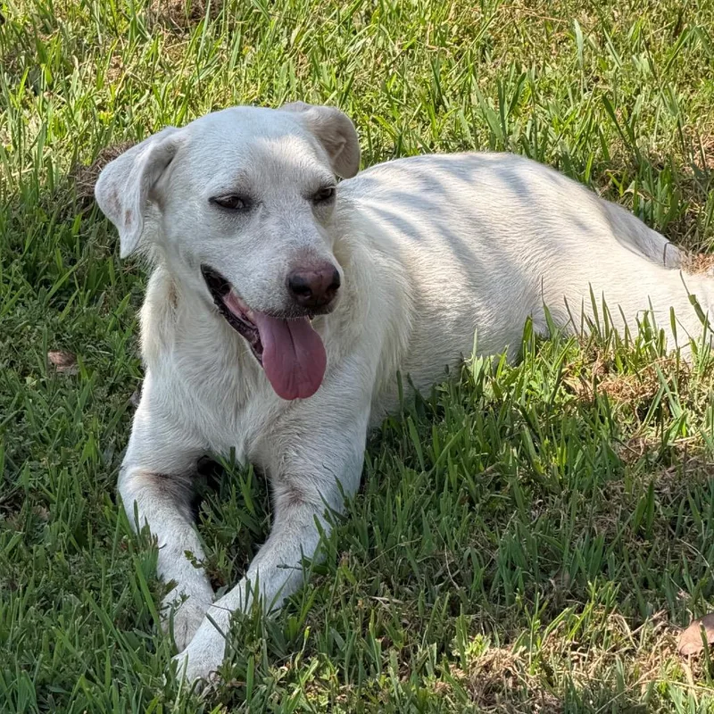 An adult medium-sized female White / Cream Labrador Retriever dog named Sissy for adoption in Hackett, AR