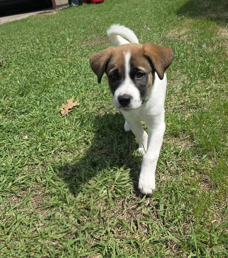 A baby small-sized male Tricolor (Brown, Black, & White) Anatolian Shepherd dog named Joey for adoption in Rockland, WI