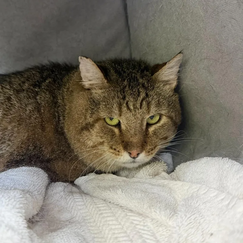An adult medium-sized male Domestic Short Hair cat named Gerry for adoption in State College, PA