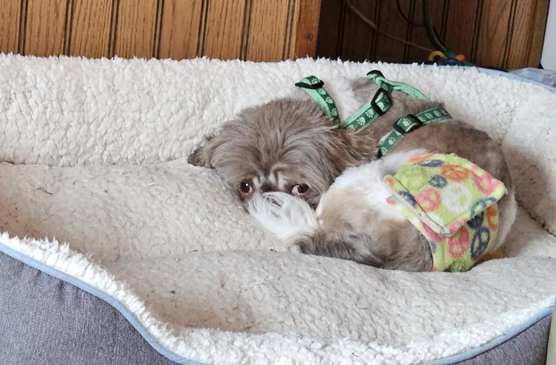 A young small-sized male Brown / Chocolate Shih Tzu dog named Xango for adoption in Schofield, WI