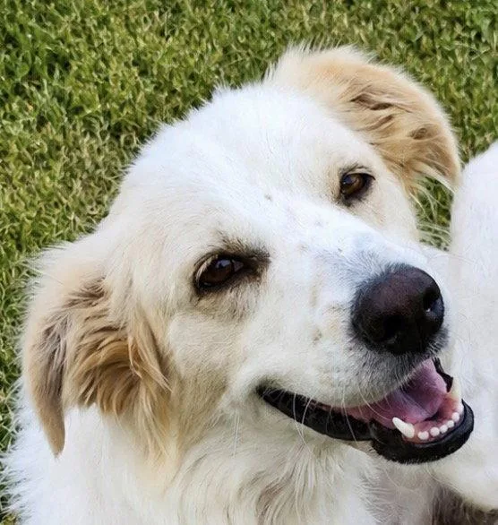 Dixie