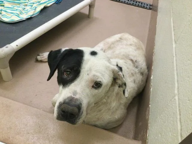 An adult medium-sized female Pit Bull Terrier dog named A for adoption in Thousand Palms, CA