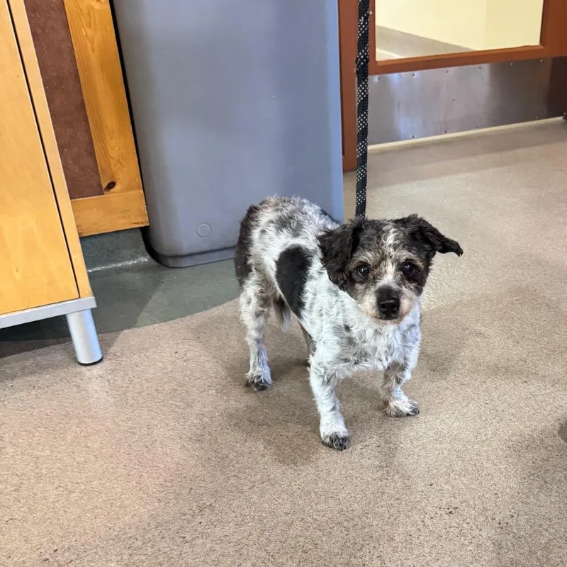 An adult small-sized male Black Terrier dog named IEPAStray for adoption in Upland, CA