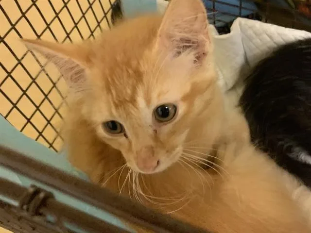 A baby small-sized female Domestic Short Hair cat named Cici for adoption in Sacramento, CA
