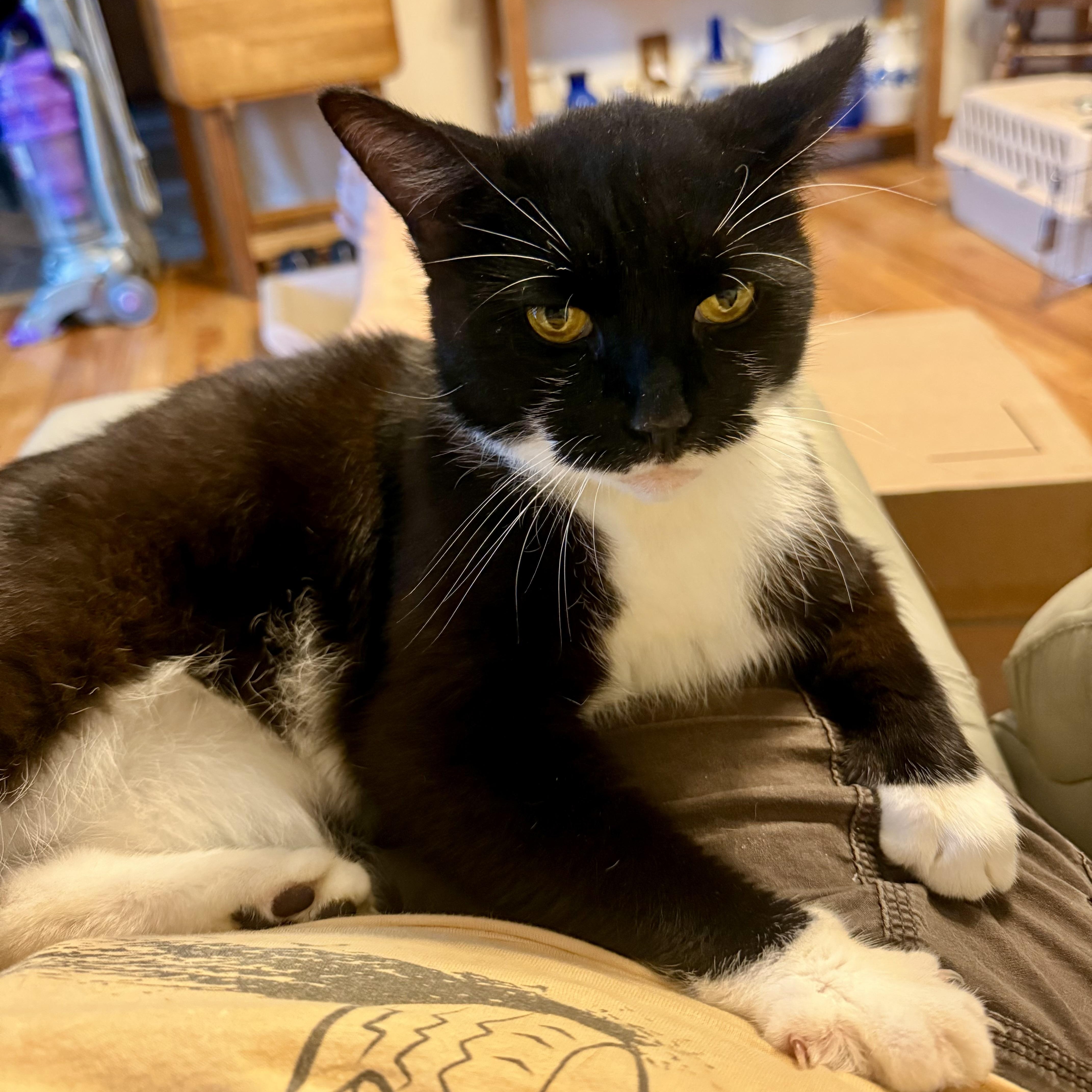 A young medium-sized female Black & White / Tuxedo Domestic Short Hair cat named Game Time for adoption in Richmond, VA