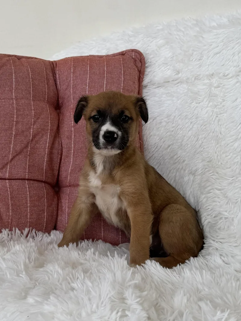 A baby small-sized female Boston Terrier dog named Cinnamon for adoption in New York, NY