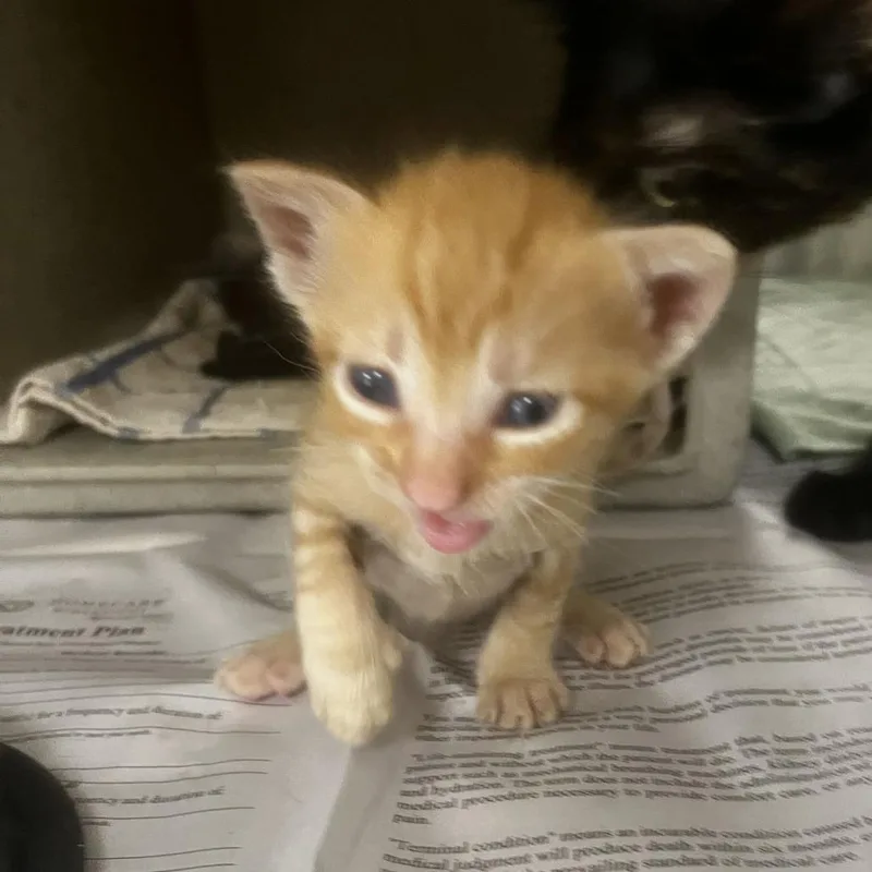 A baby small-sized female Orange / Red Domestic Short Hair cat named Monster for adoption in San Antonio, TX