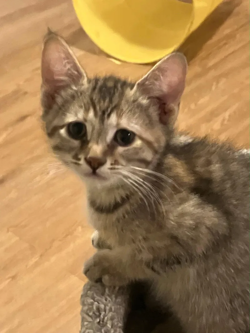 A young medium-sized female Domestic Short Hair cat named Button for adoption in Rochester, NY