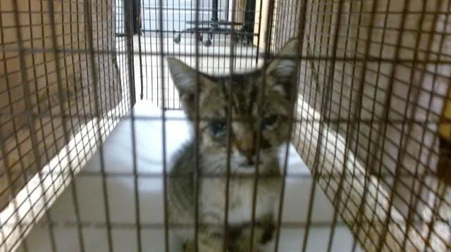 A baby small-sized male Domestic Short Hair cat named Heilos for adoption in Miami, FL
