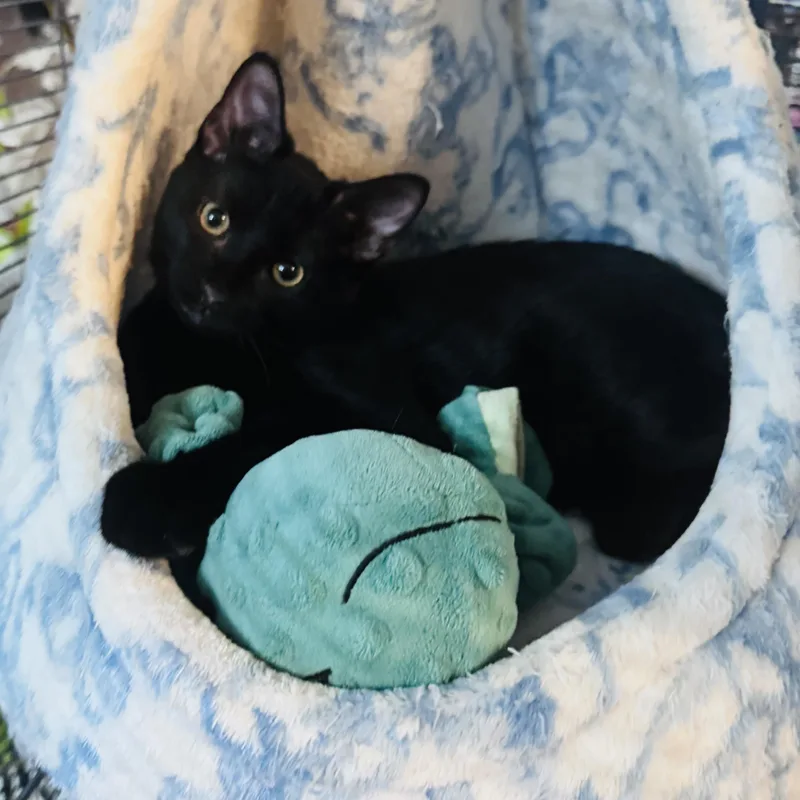 A baby small-sized male Black Domestic Short Hair cat named Pippin for adoption in Liverpool, TX