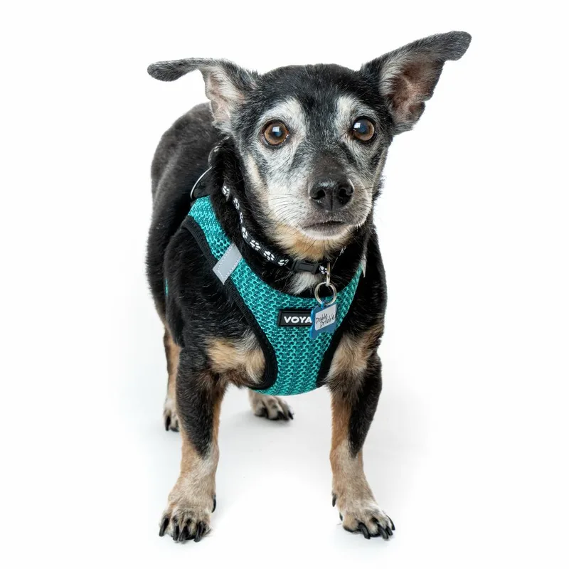 Double Dribble thumbnail 2