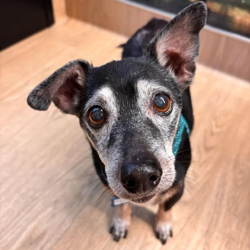 Double Dribble thumbnail 3