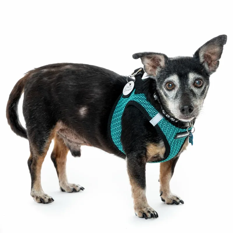 Double Dribble thumbnail 4