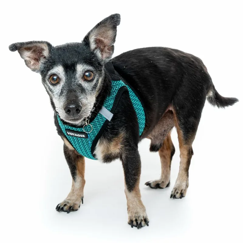 Double Dribble thumbnail 5