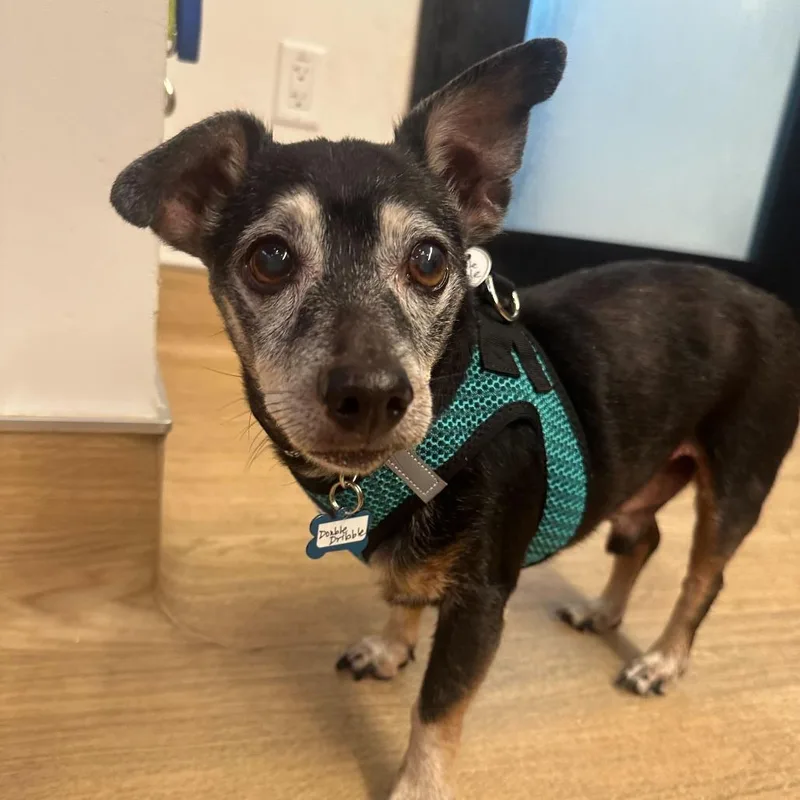 Double Dribble thumbnail 6