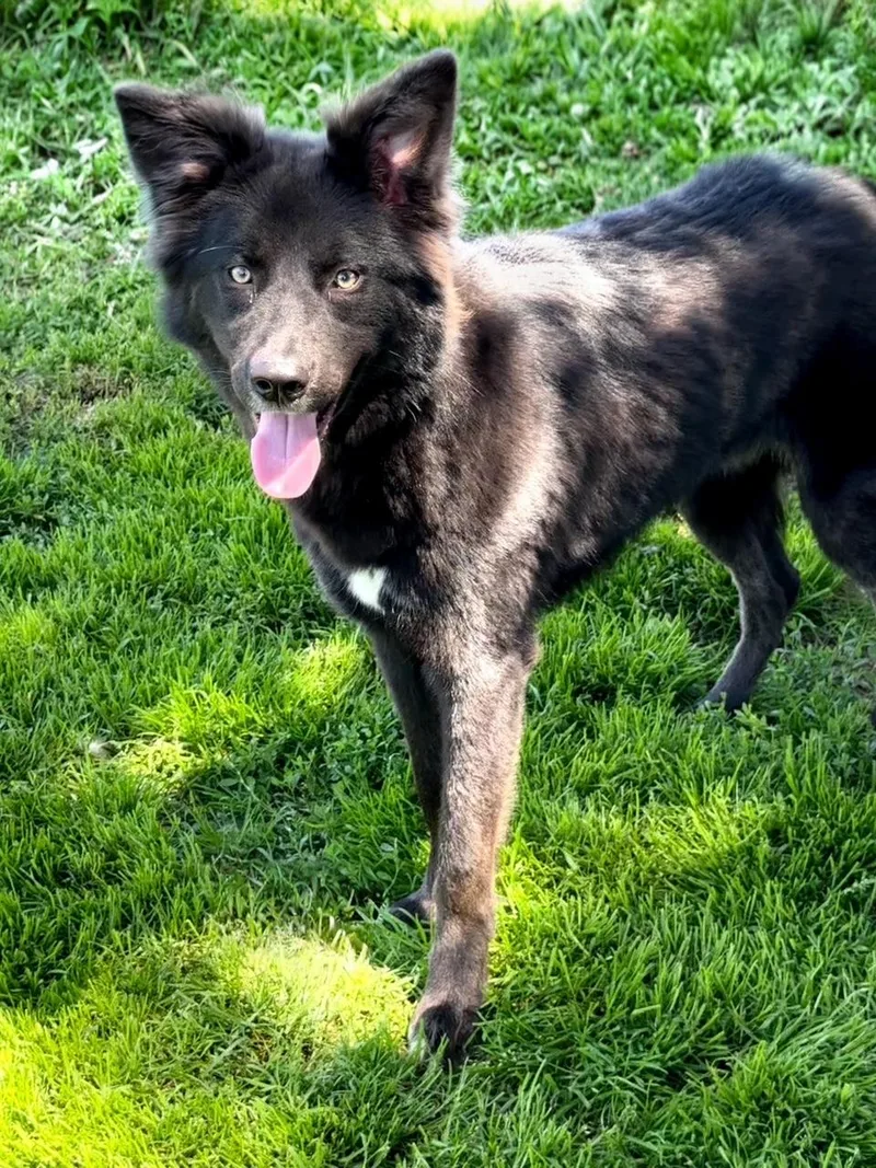 A young medium-sized female Black Shepherd dog named Fila for adoption in East Sparta, OH