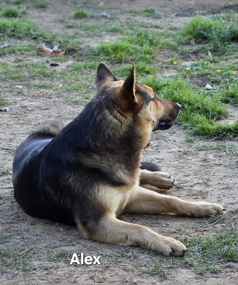 Alex