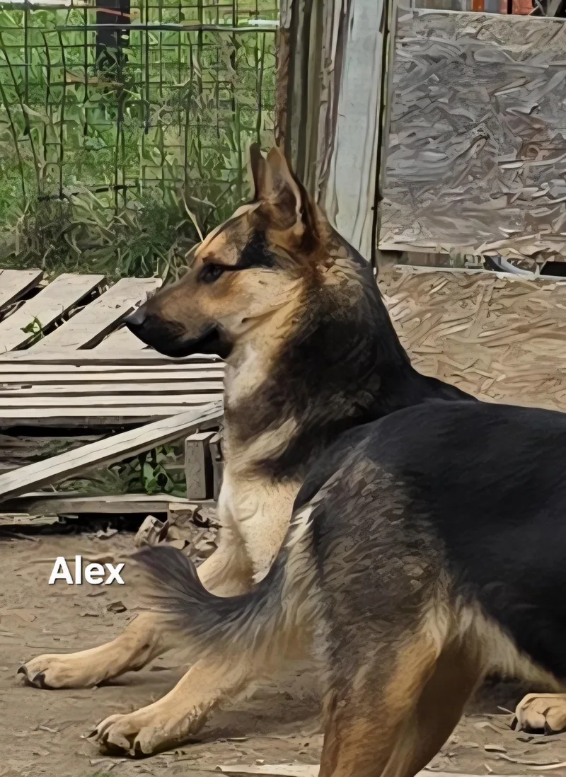 Alex thumbnail 2