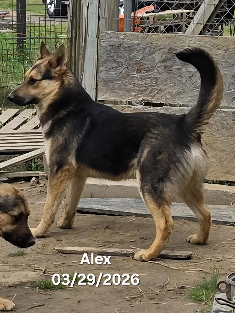 Alex thumbnail 3