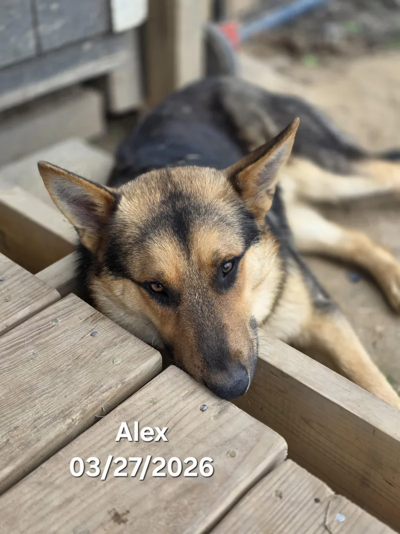 Alex thumbnail 4