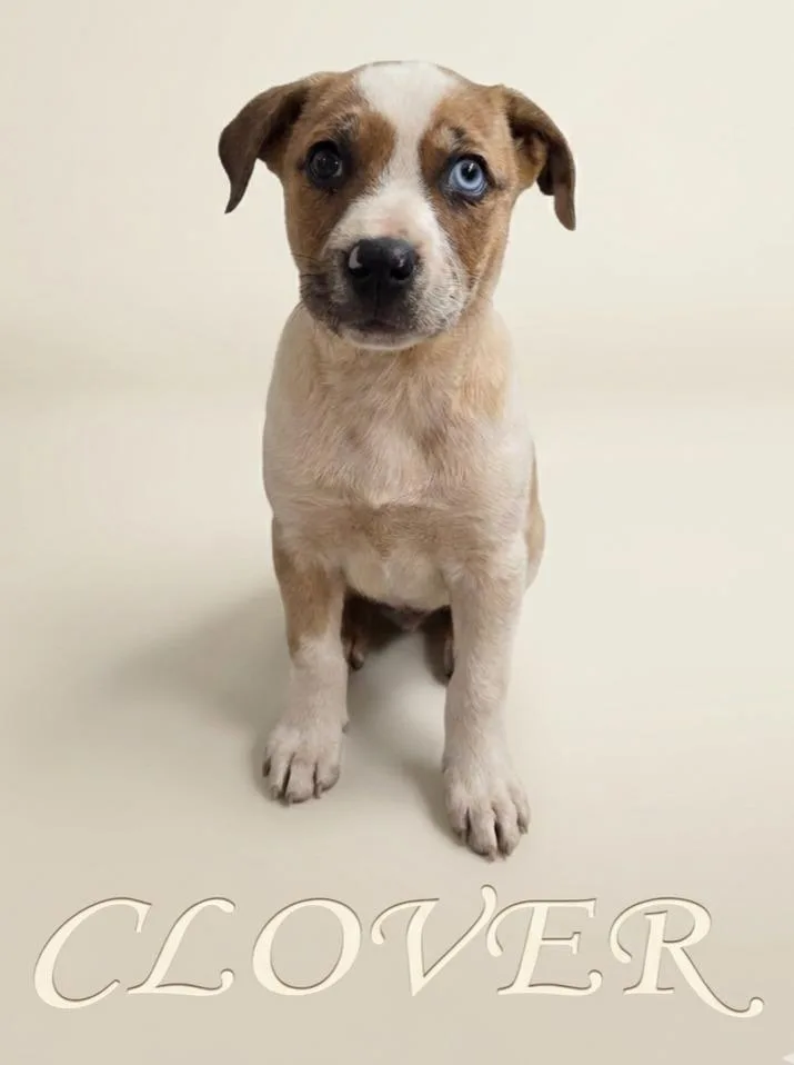 A baby small-sized female Cattle Dog dog named Clover for adoption in Rutherfordton, NC