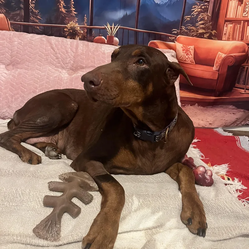 A senior large-sized female Brown / Chocolate Doberman Pinscher dog named Venus for adoption in Pearland, TX