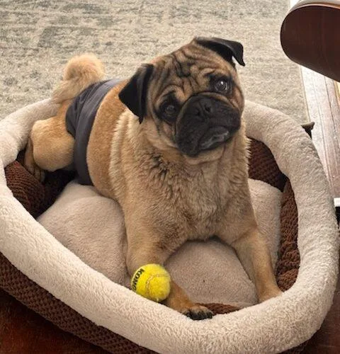 An adult small-sized male Yellow / Tan / Blond / Fawn Pug dog named Moose for adoption in Seattle, WA