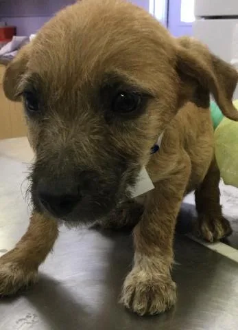 A baby medium-sized male Terrier dog named Marty for adoption in Riverside, CA