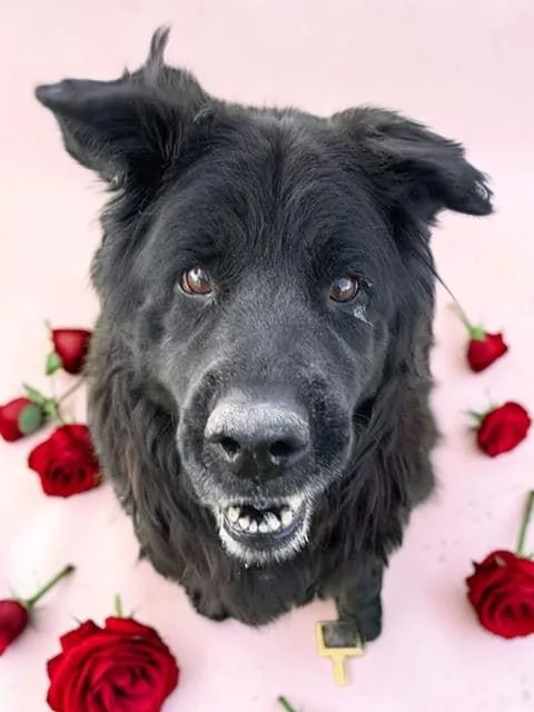 A senior large-sized female Black Chow Chow dog named Bobo for adoption in Ventura, CA