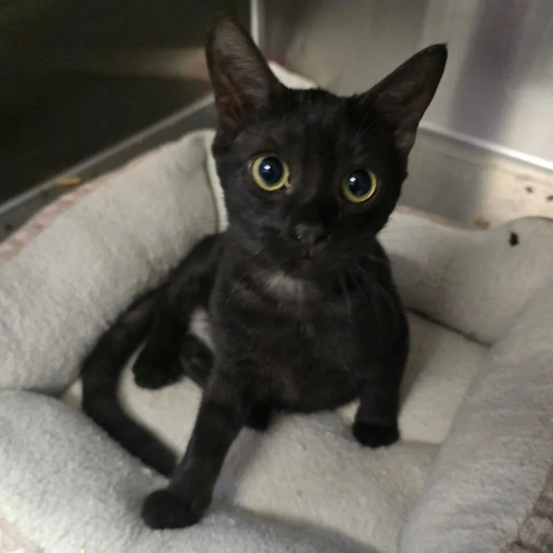 A baby medium-sized male Black Domestic Short Hair cat named Molokai for adoption in Spokane, WA