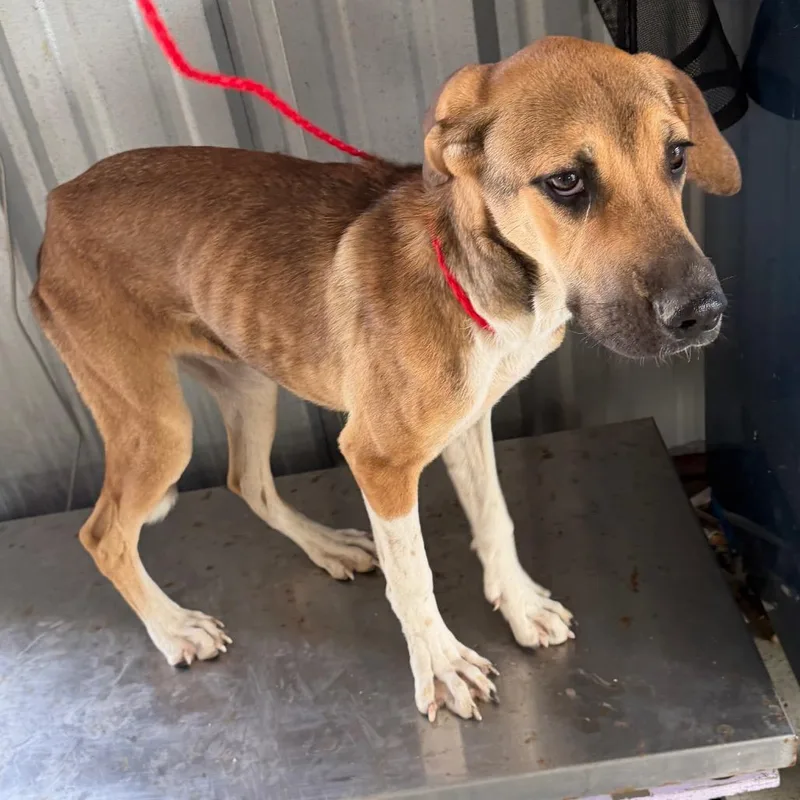 A young medium-sized female Shepherd dog named Hazel for adoption in Bastrop, TX