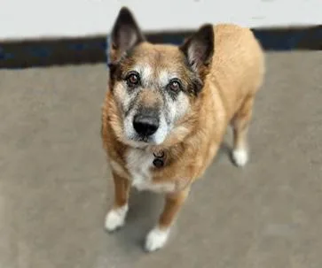 An adult large-sized male German Shepherd Dog dog named Oso for adoption in Tucson, AZ