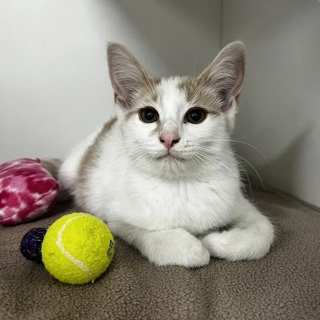 A baby small-sized male Domestic Short Hair cat named Groot for adoption in Jackson, MI