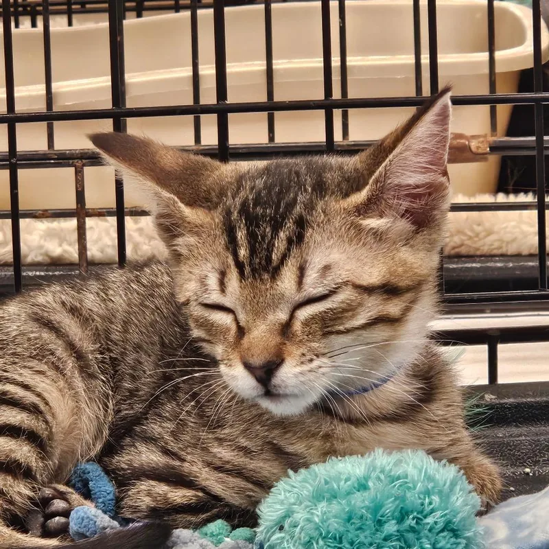 A baby small-sized male Gray / Blue / Silver Domestic Short Hair cat named Soprano for adoption in Hamburg, NY