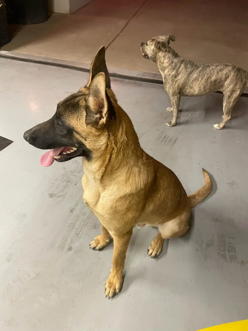 A young large-sized male Belgian Shepherd / Malinois dog named Rocky for adoption in Chandler, AZ