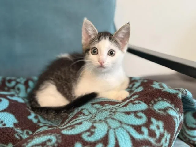A baby medium-sized female Tabby (Gray / Blue / Silver) Domestic Short Hair cat named Andi for adoption in Houston, TX