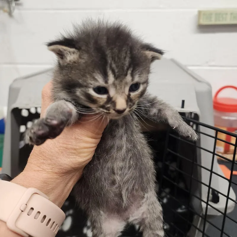 A baby small-sized male Black Domestic Short Hair cat named Buckett for adoption in Evensville, TN