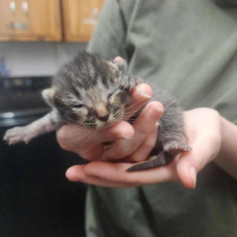 Buckett thumbnail 3