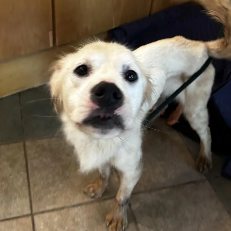 An adult medium-sized male White / Cream Mixed Breed dog named Peanut Butter for adoption in Chattanooga, TN