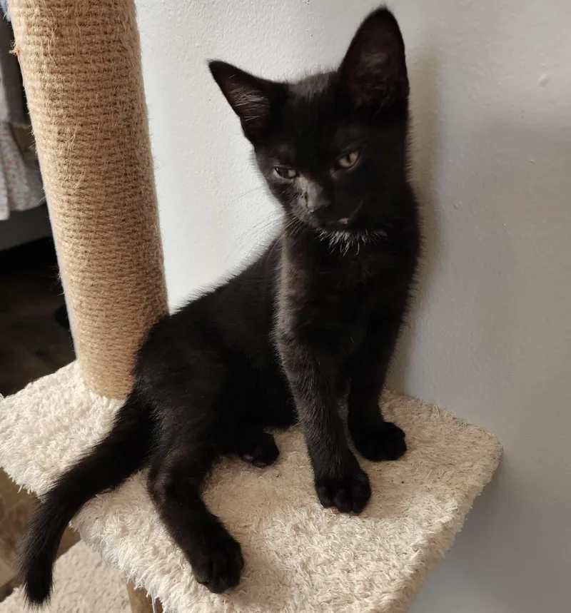 A baby small-sized male Black Domestic Short Hair cat named Jack for adoption in Maineville, OH