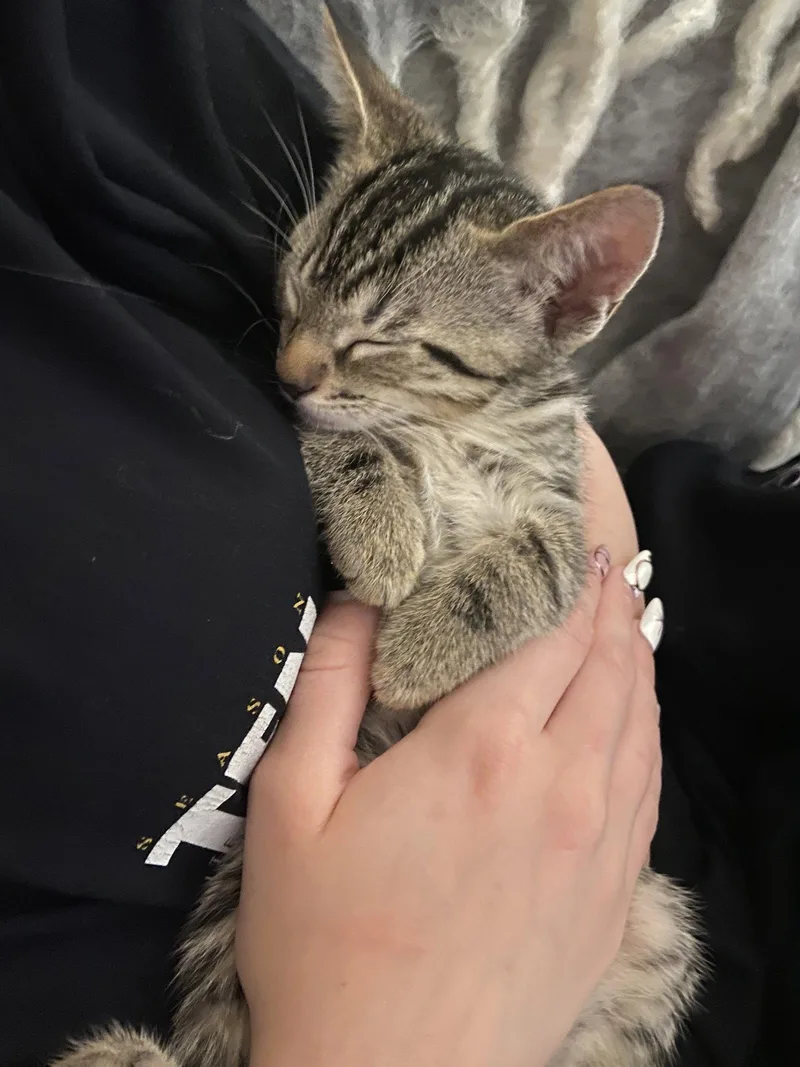 A baby medium-sized male Domestic Short Hair cat named Texas for adoption in Los Angeles, CA