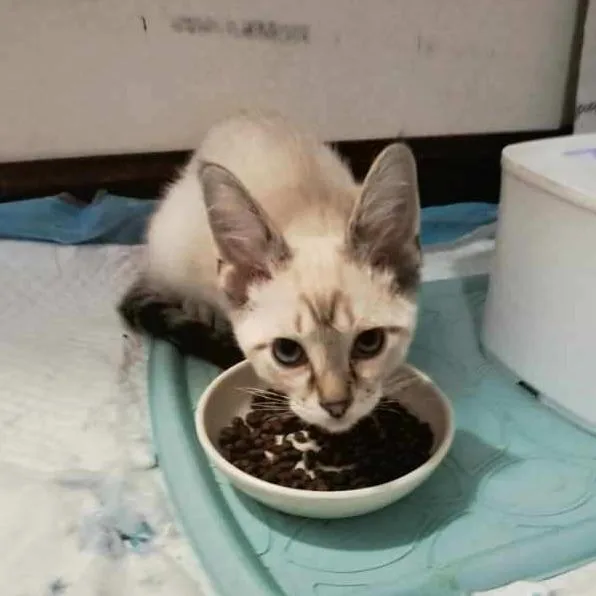 A baby small-sized male White Domestic Short Hair cat named Sgt Pepper for adoption in Medina, OH